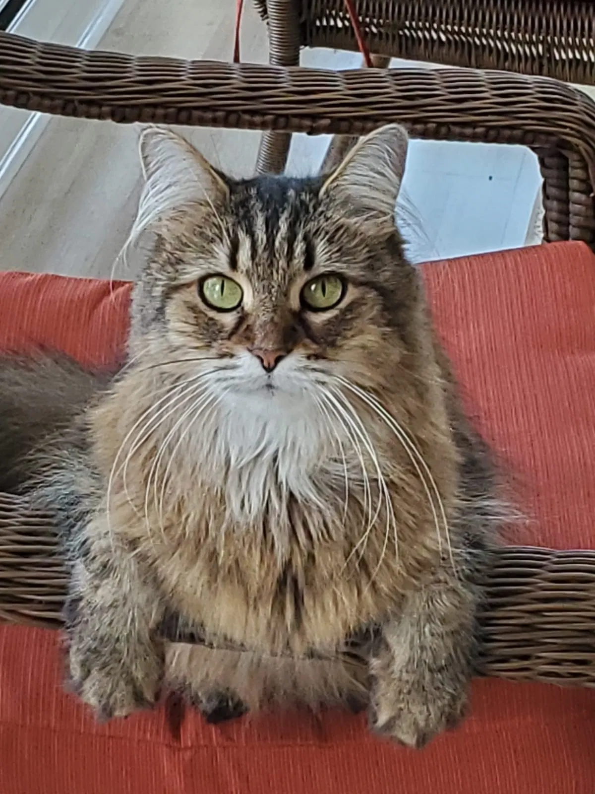 Lost cat in Grand Rapids, MI, 49505