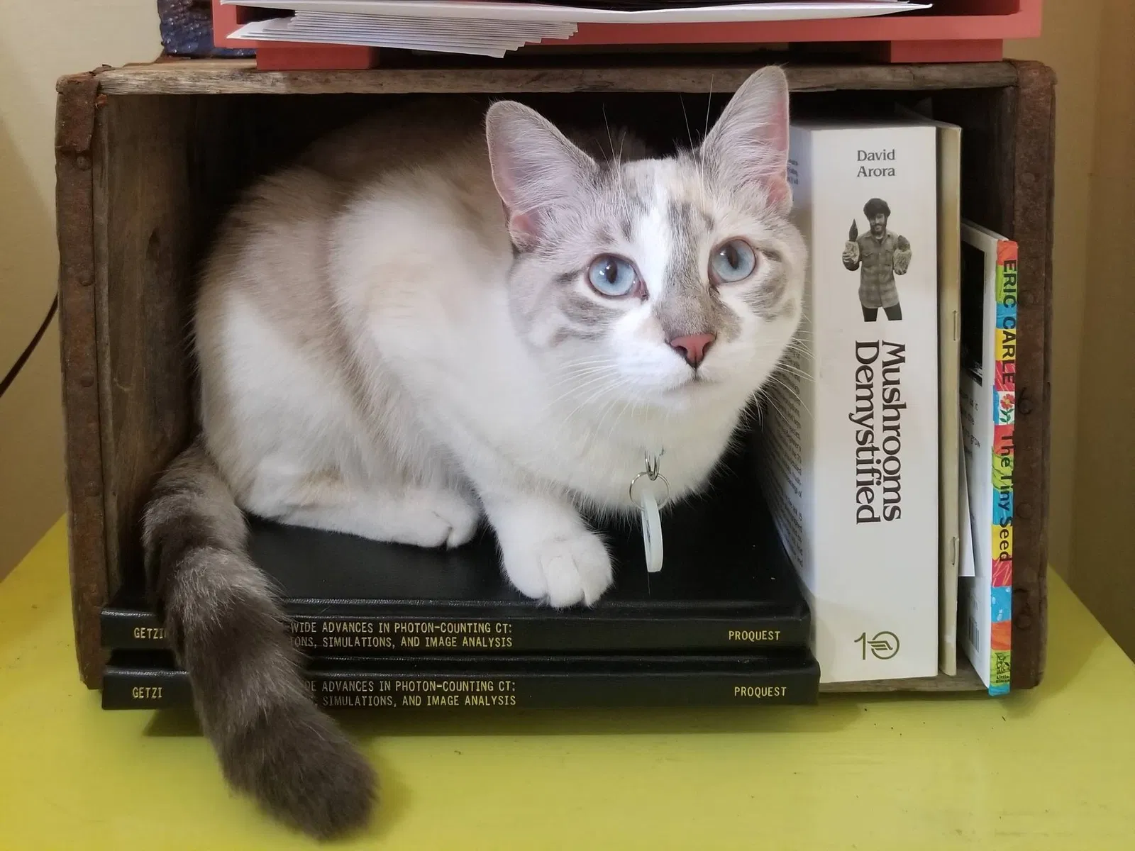 Lost cat in Milwaukee, WI, 53226