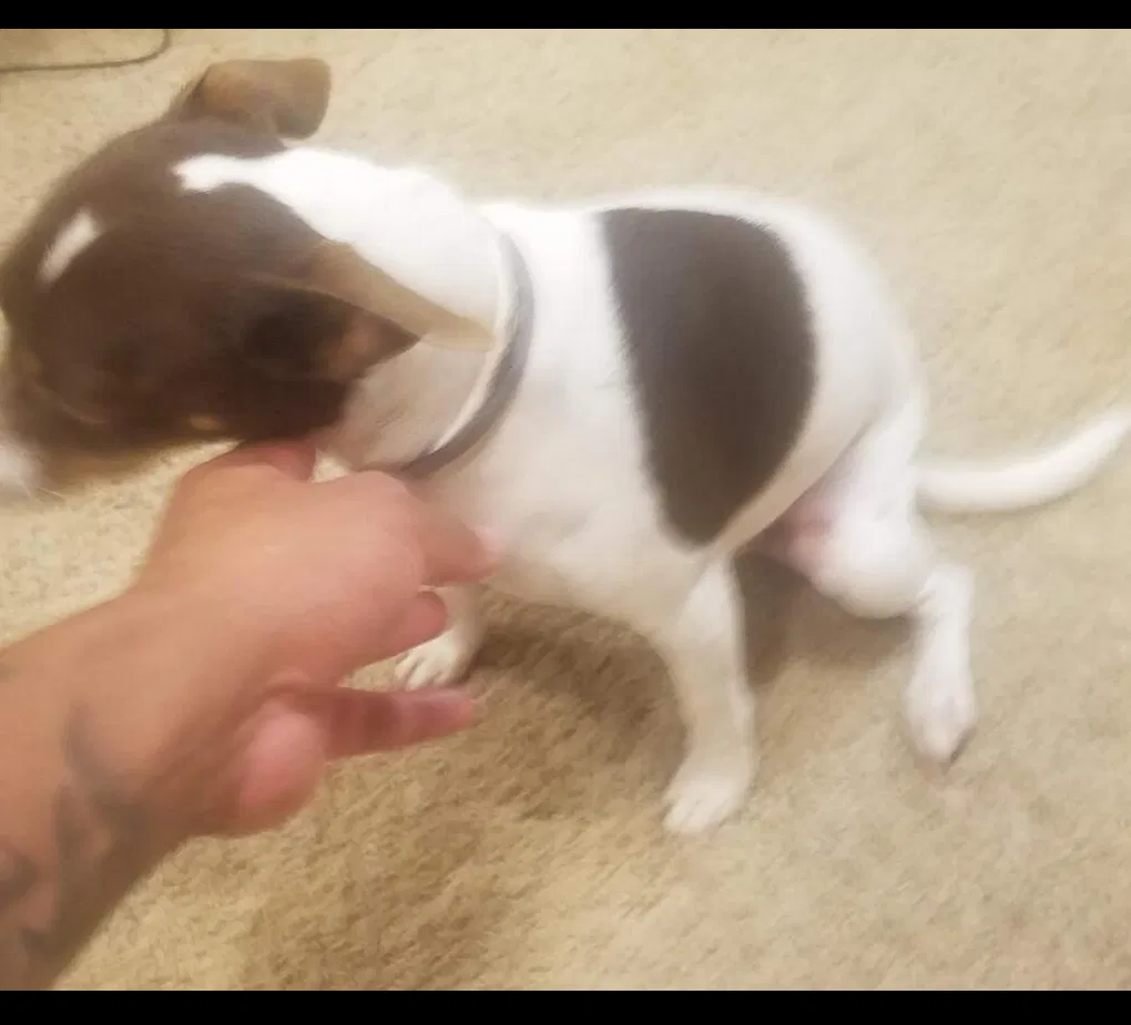 Lost dog in Kansas City, KS, 66109