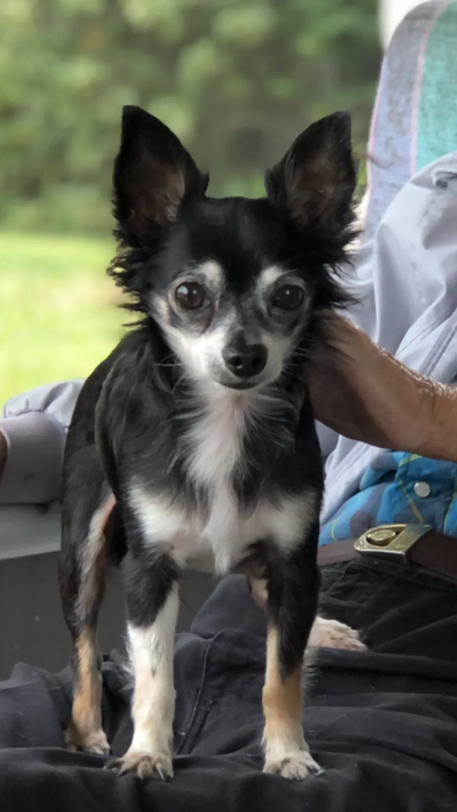 Lost dog in Altamonte Springs, FL, 32701