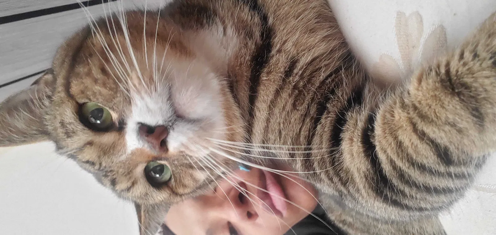 Lost cat in Goodyear, AZ, 85338
