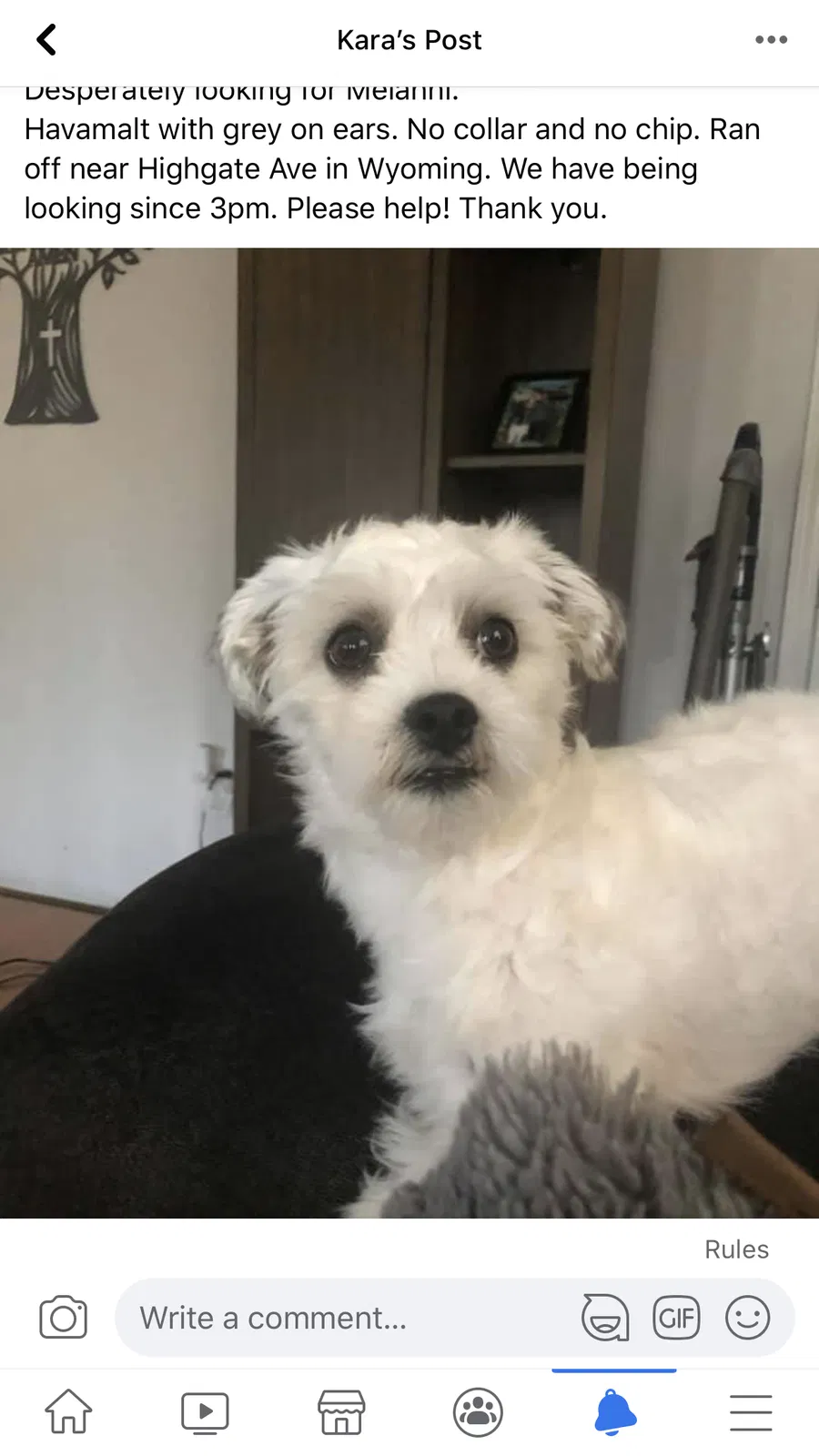 Lost dog in Wyoming, MI, 49509