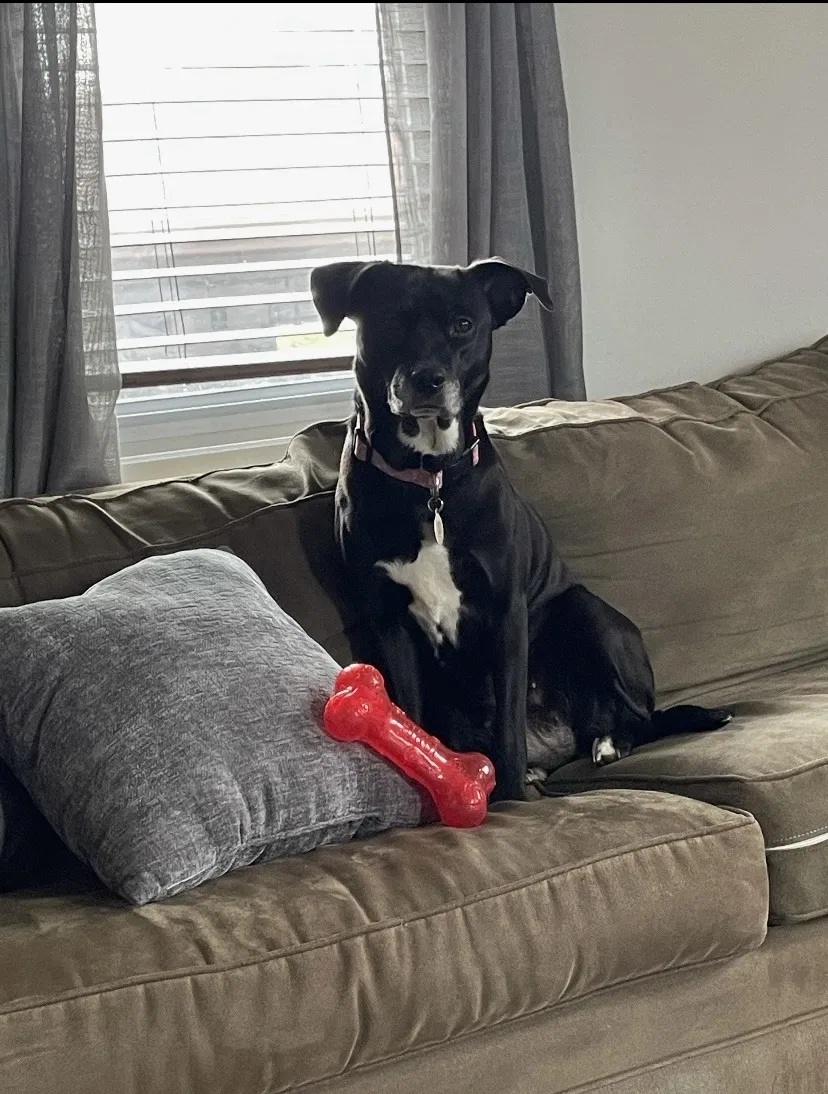 Lost dog in South Beloit, IL, 61080