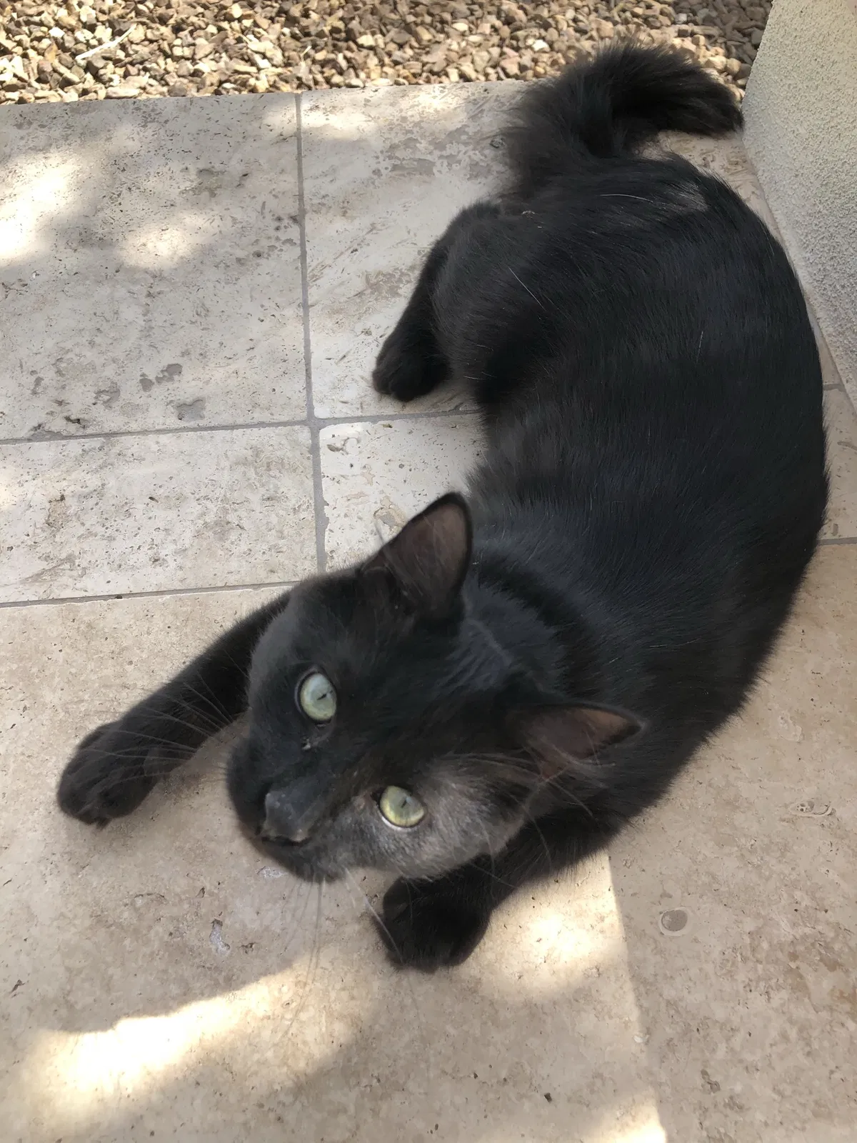 Lost cat in Buckeye, AZ, 85396