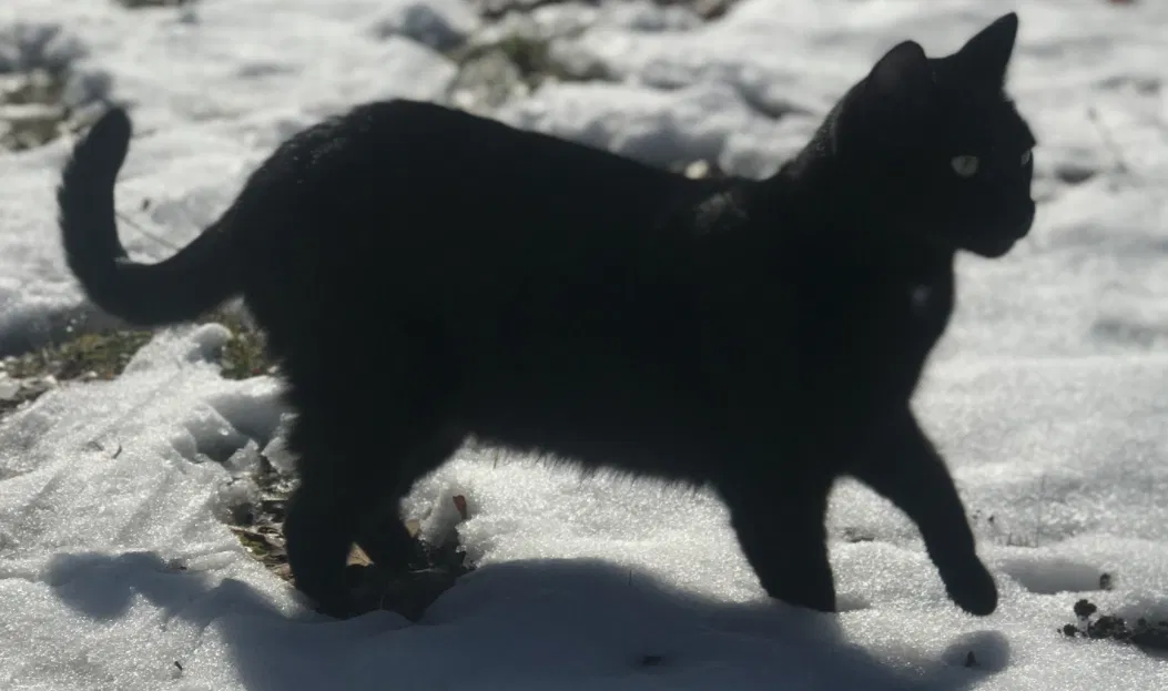 Lost cat in Burleson, TX, 76028