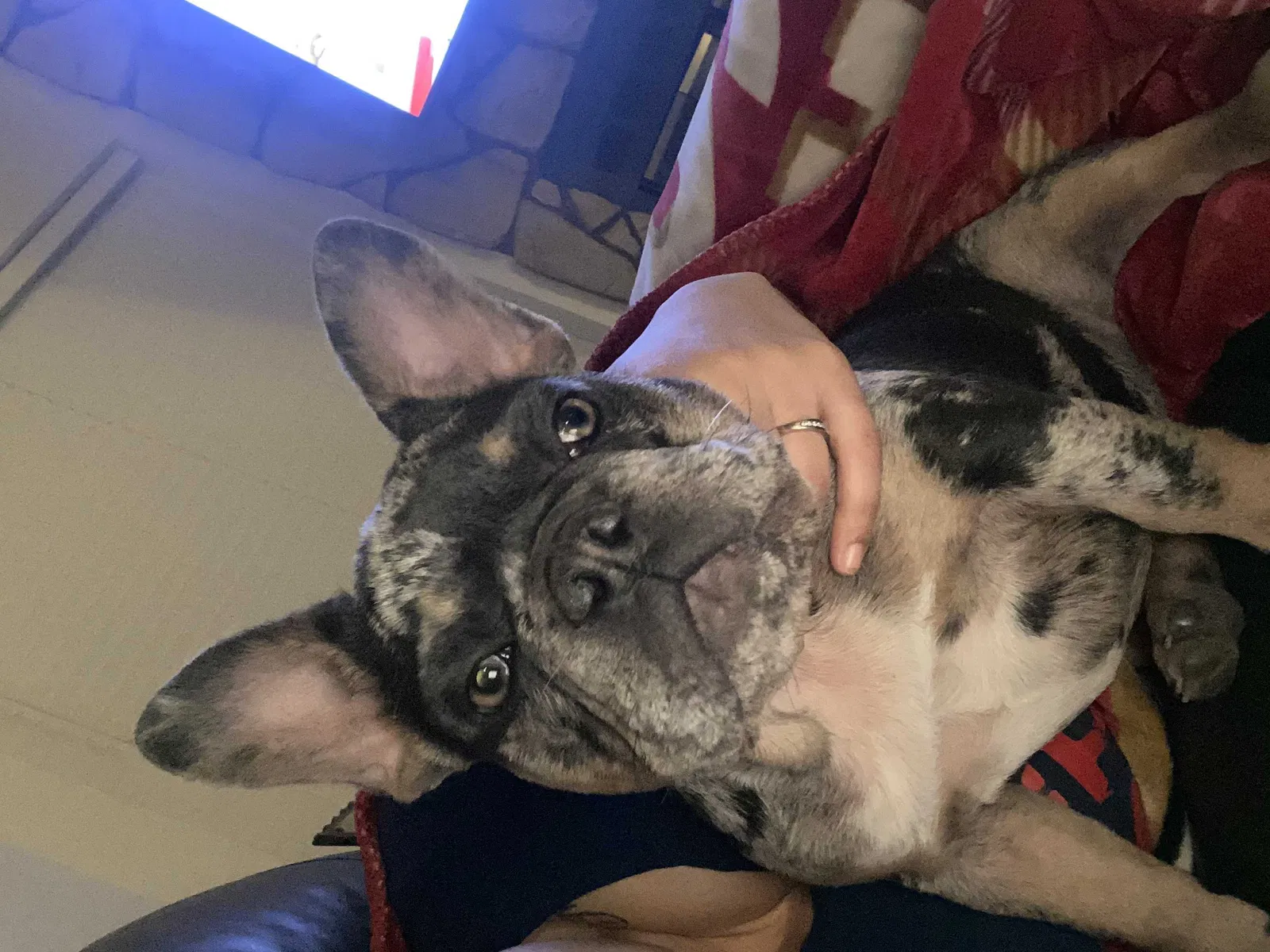 Lost dog in Anaheim, CA, 92802