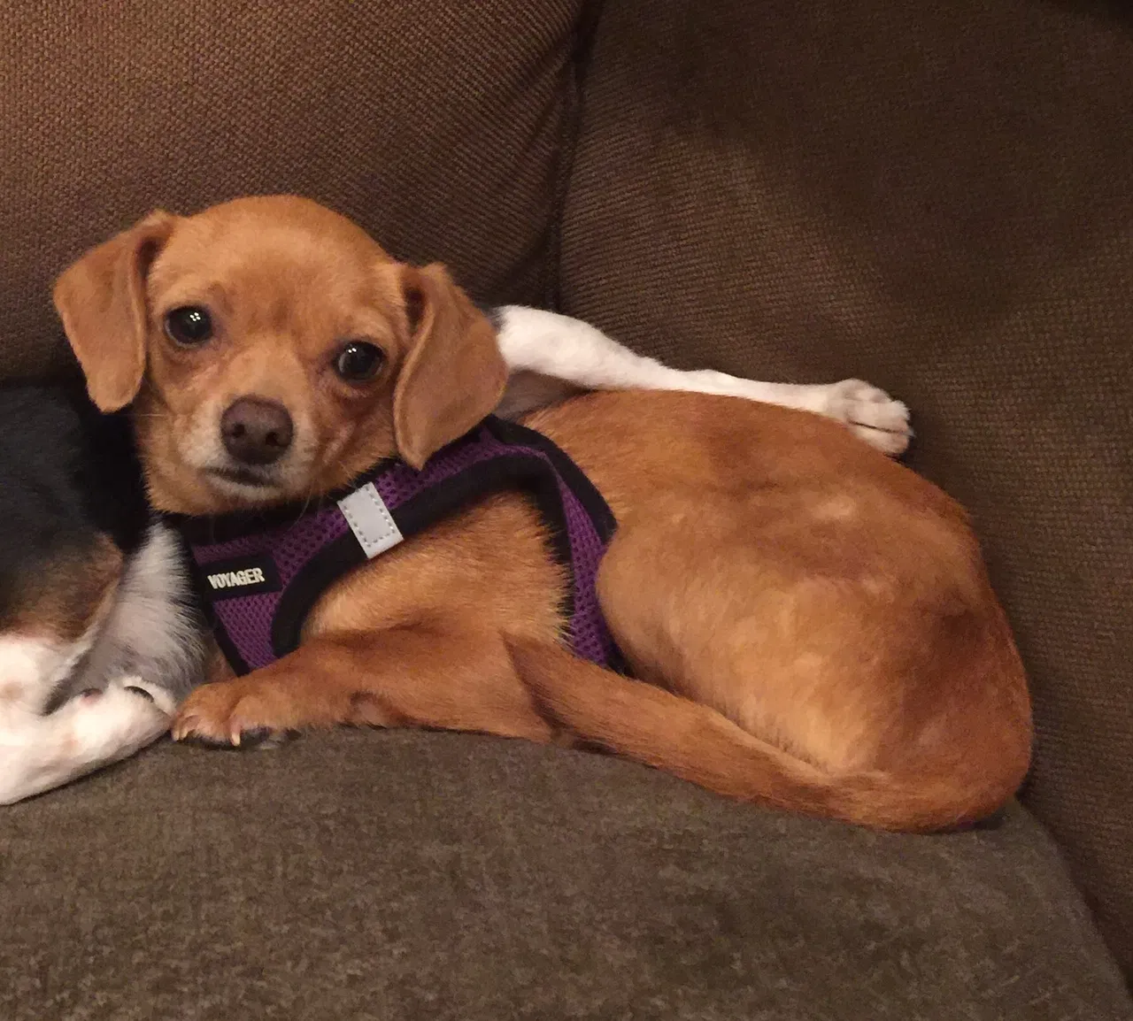 Lost dog in Northridge, CA, 91324