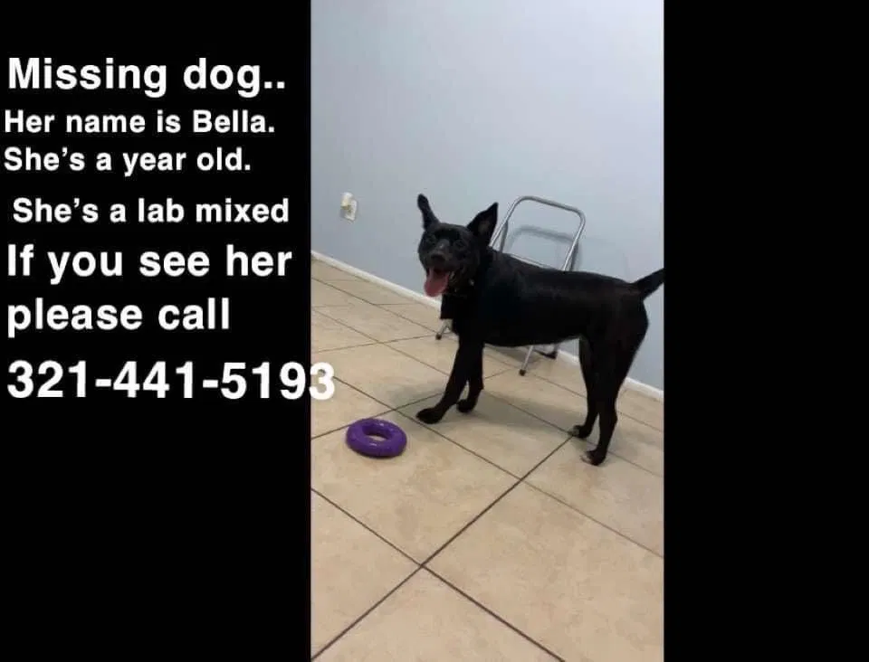 Lost dog in Winter Springs, FL, 32708