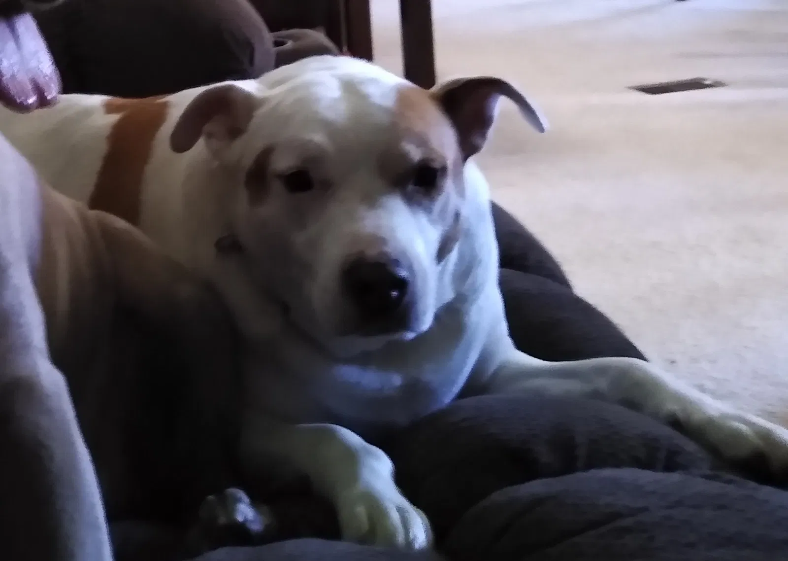 Lost dog in Anderson, SC, 29621