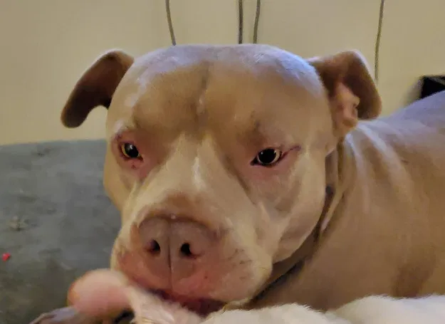 Lost dog in Anderson, SC, 29621