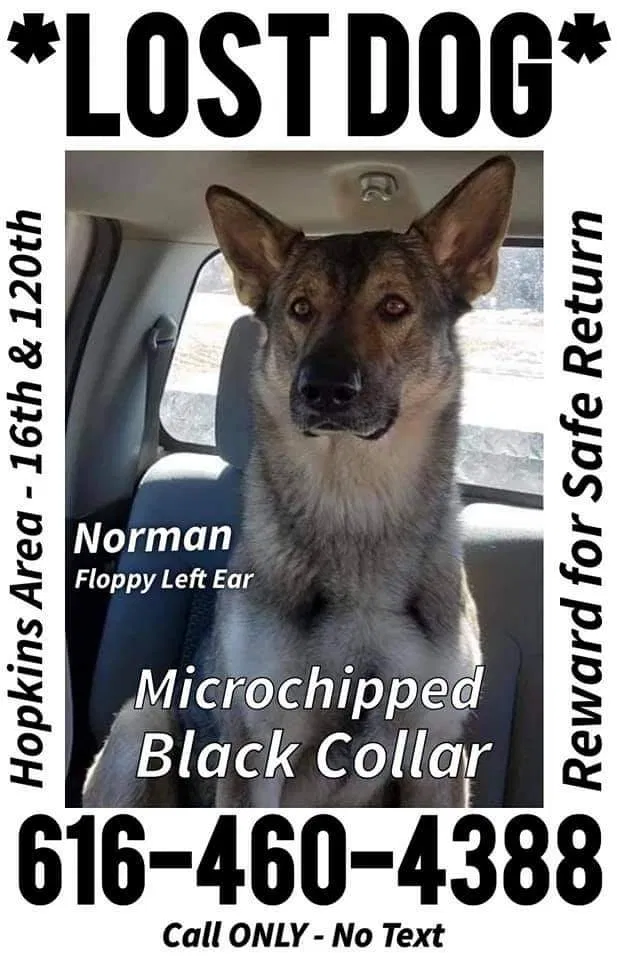 Lost dog in Allegan, MI, 49010