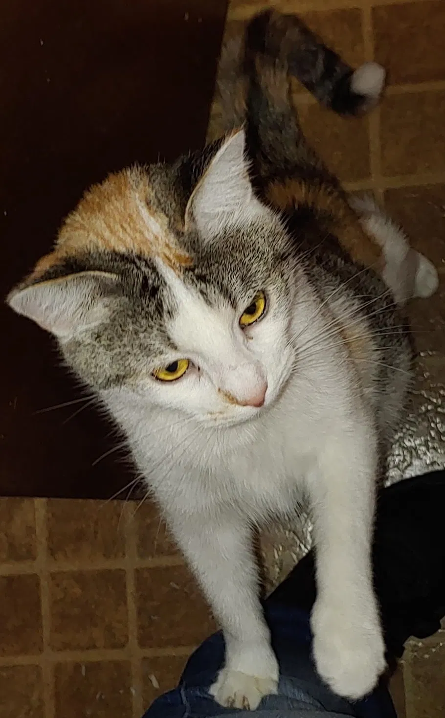 Lost cat in Kansas City, MO, 64138