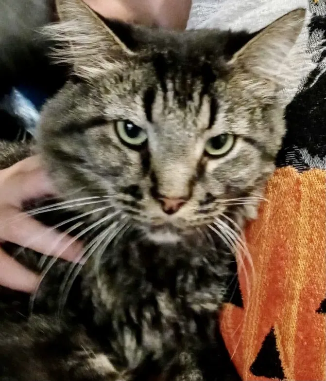Lost cat in Surprise, AZ, 85379