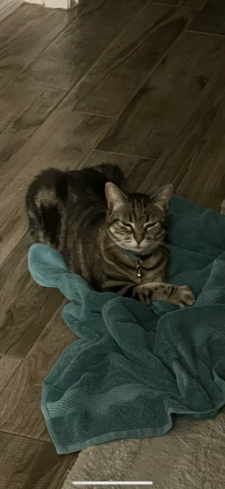 Lost cat in Lake Elsinore, CA, 92530
