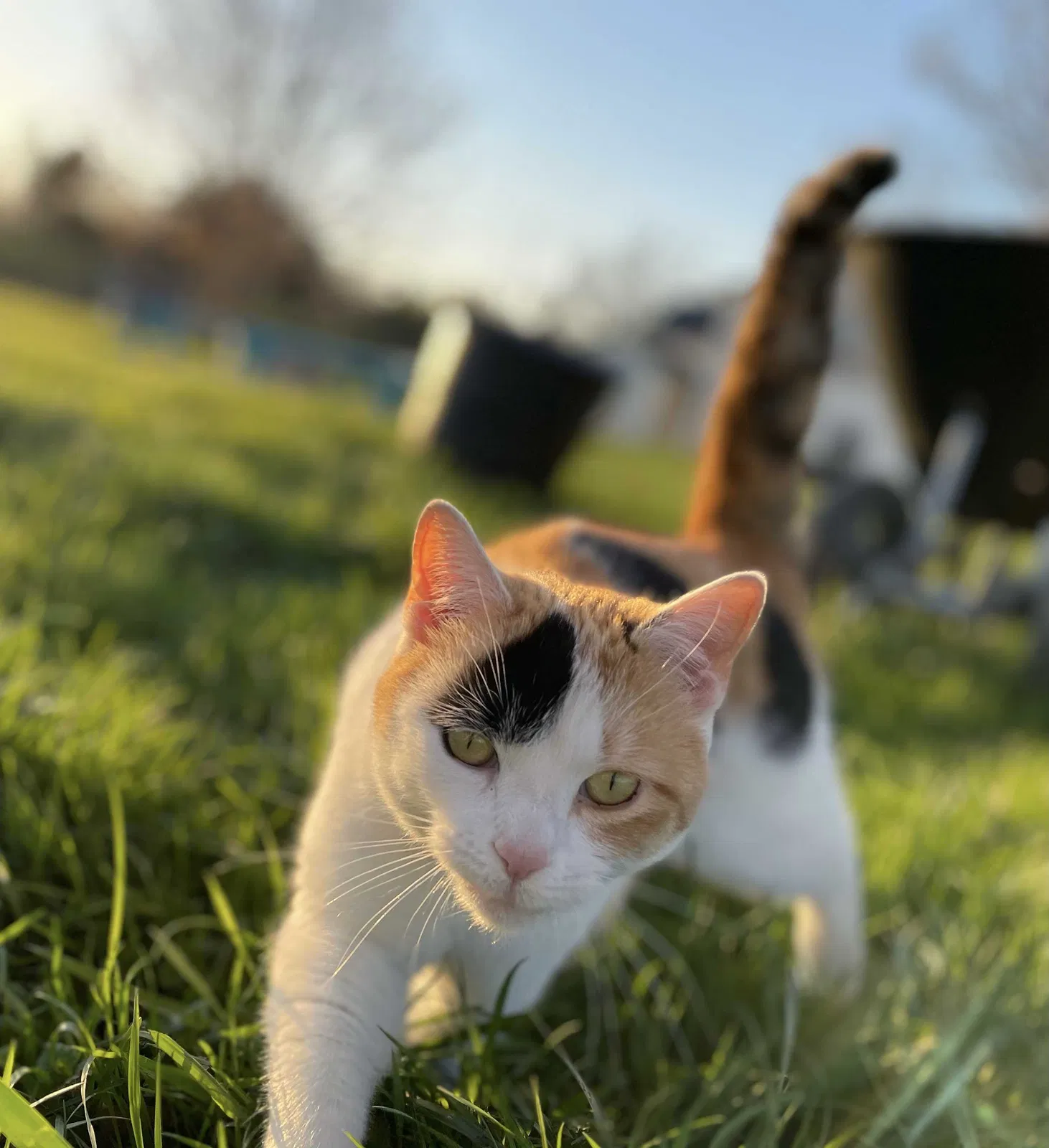 Lost cat in Painesville, OH, 44077