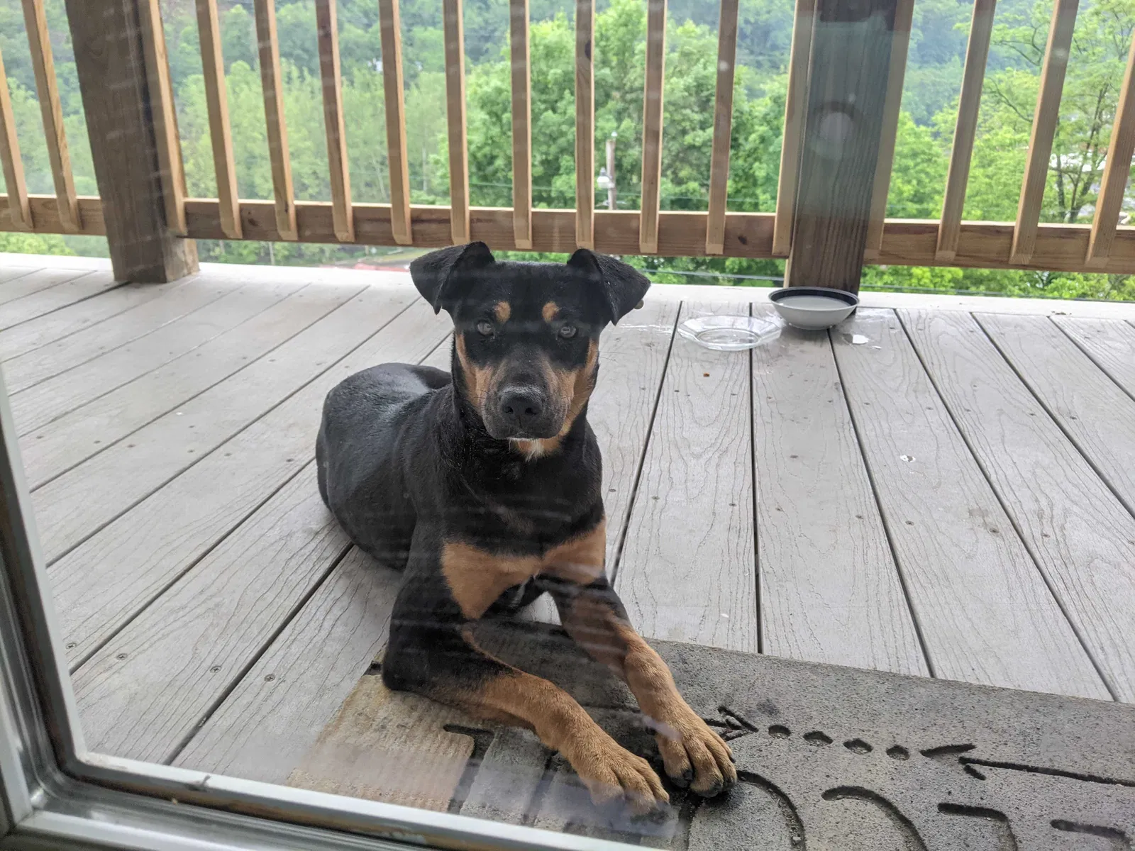 Found dog in War, WV, 24892