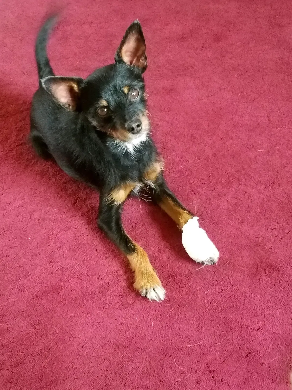 Lost dog in Pleasant Grove, UT, 84062