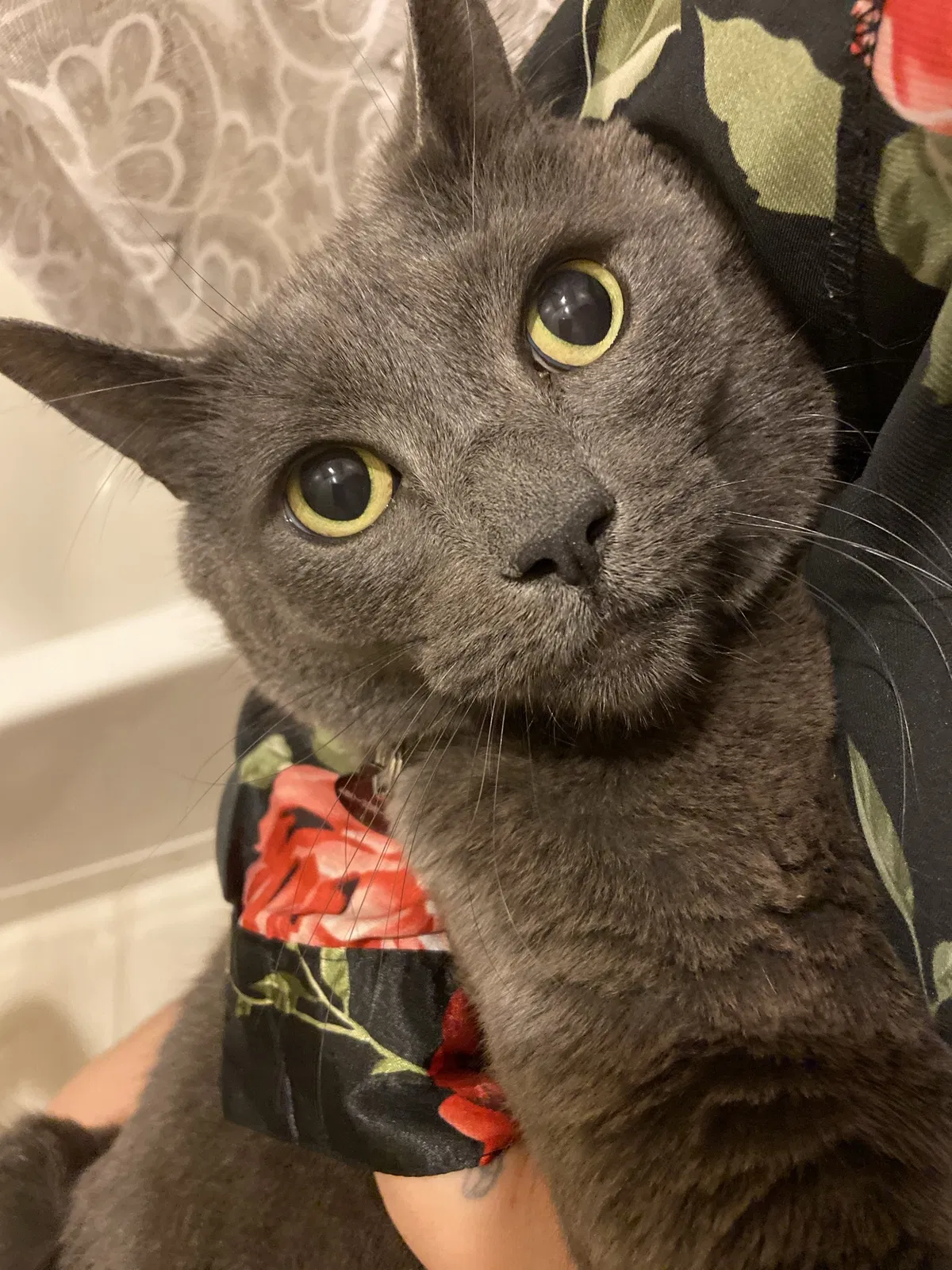 Lost cat in Queen Creek, AZ, 85142