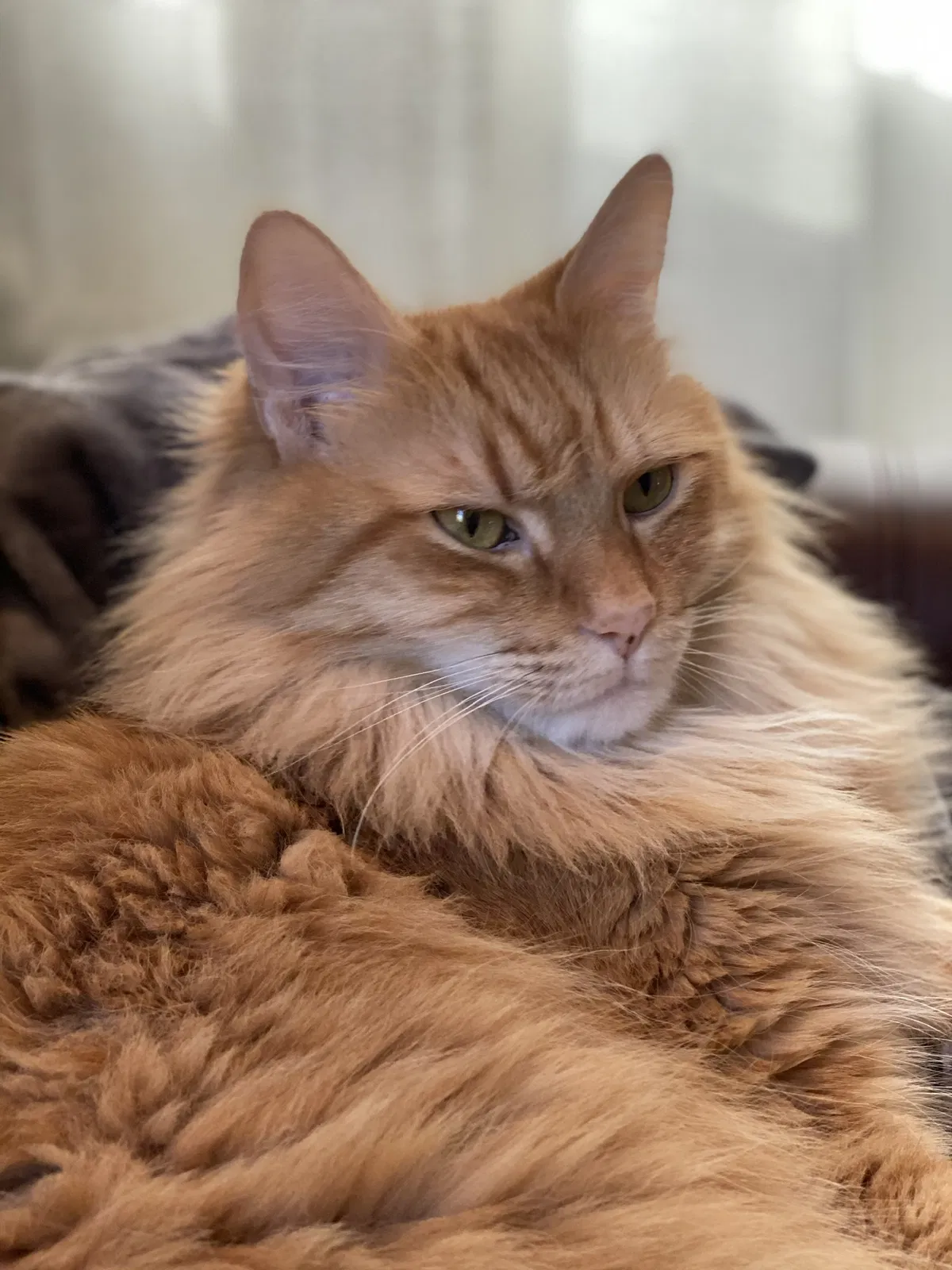 Lost cat in Roswell, GA, 30076