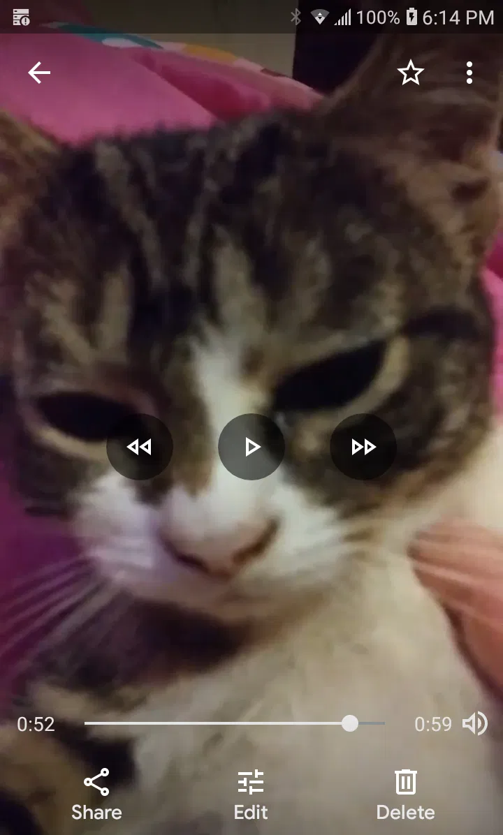 Lost cat in West Palm Beach, FL, 33417
