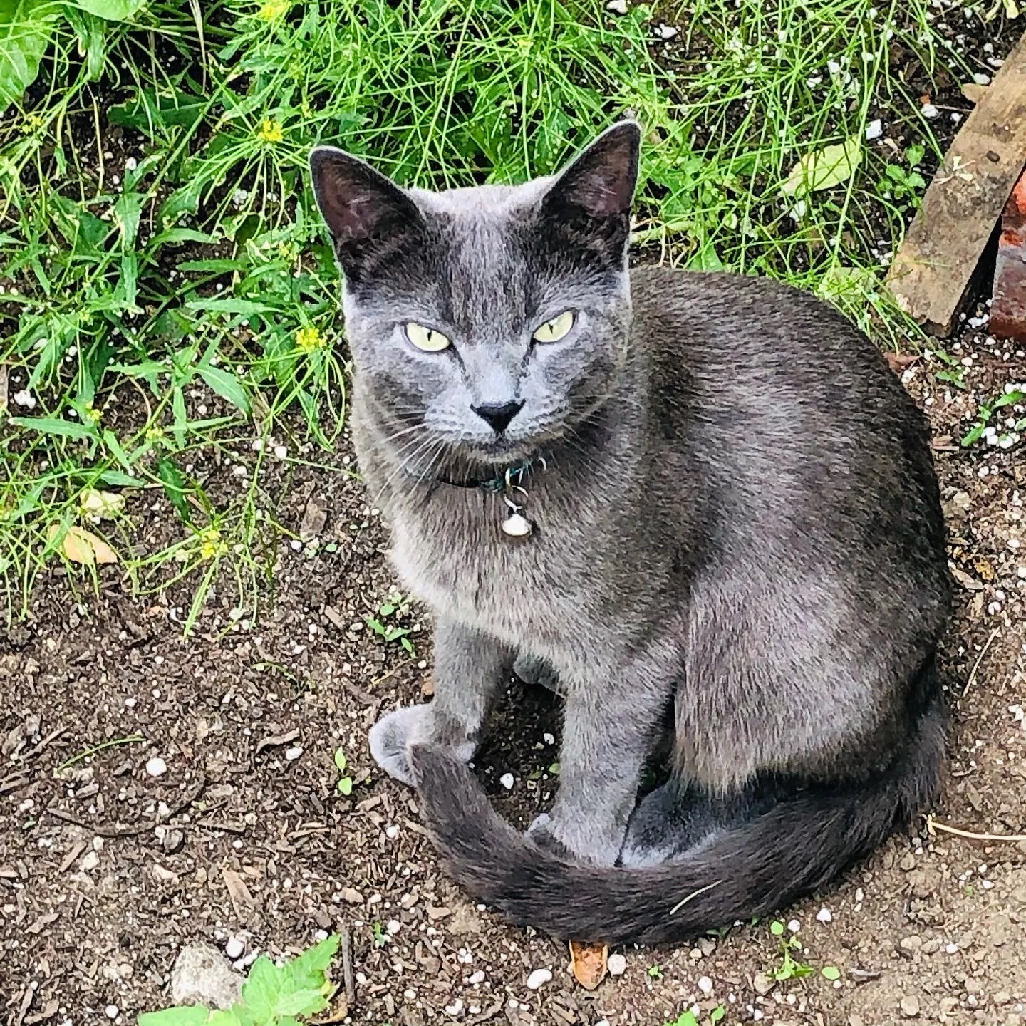 Lost cat in Los Angeles, CA, 90042