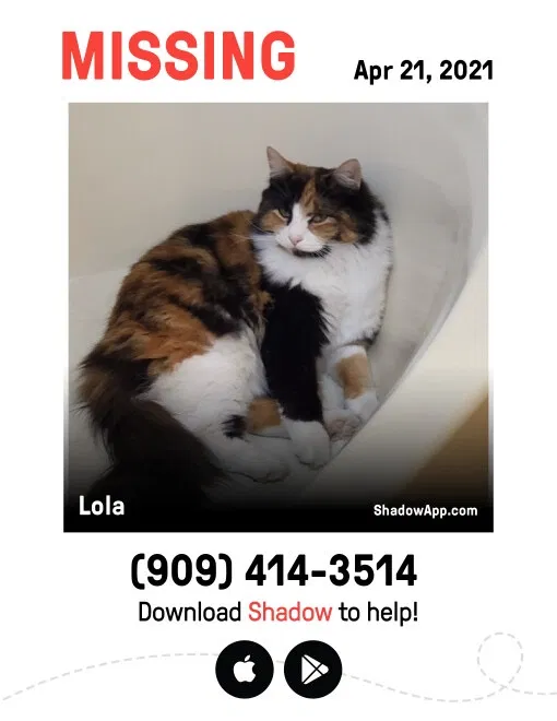 Lost cat in Hemet, CA, 92543