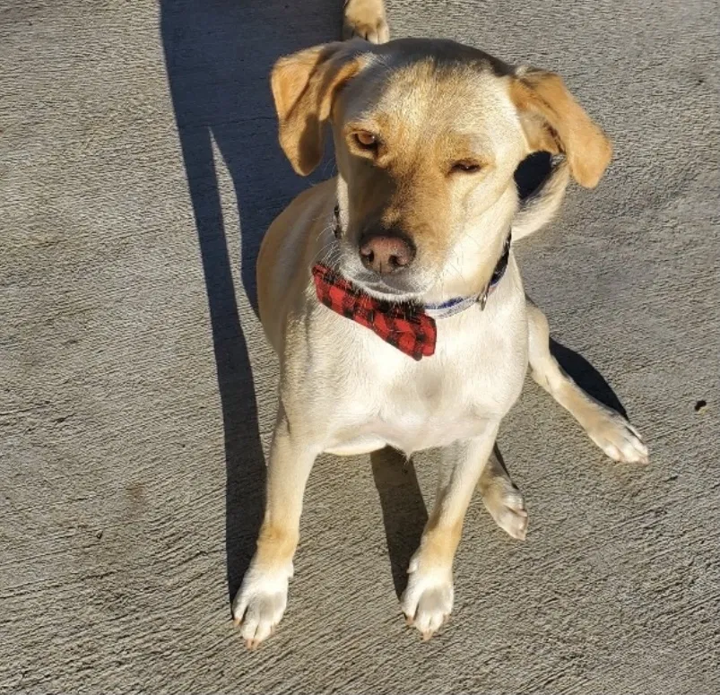 Lost dog in Los Angeles, CA, 90059
