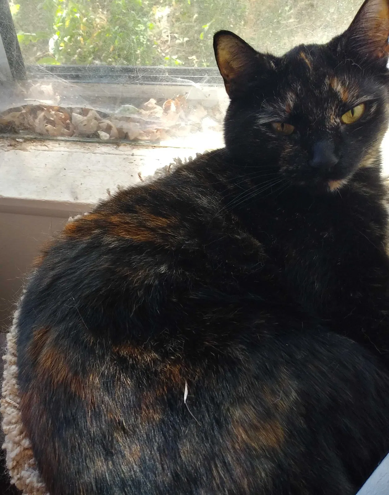 Lost cat in Boise, ID, 83703
