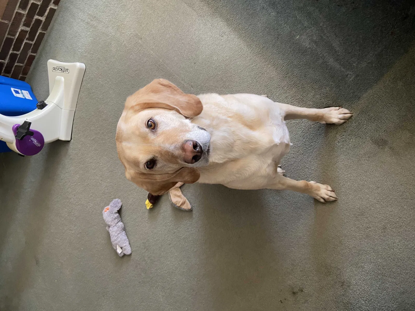Lost dog in Niles, MI, 49120