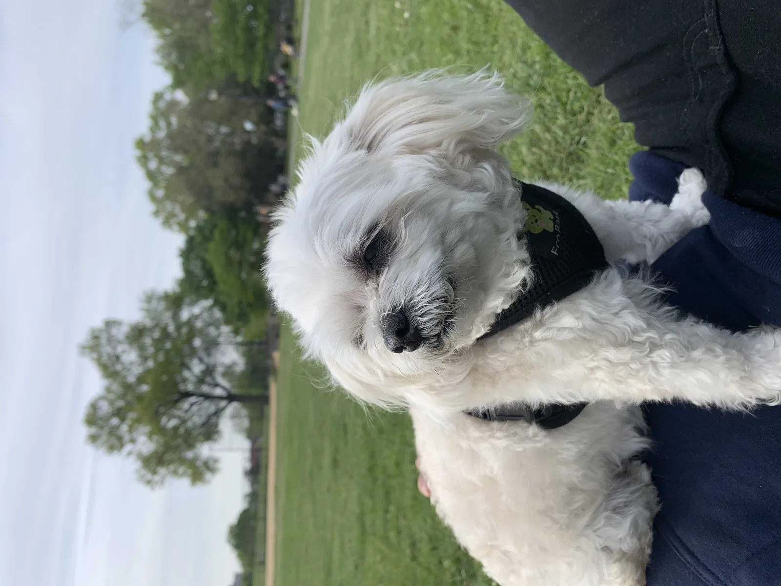 Lost dog in Corona, NY, 11368