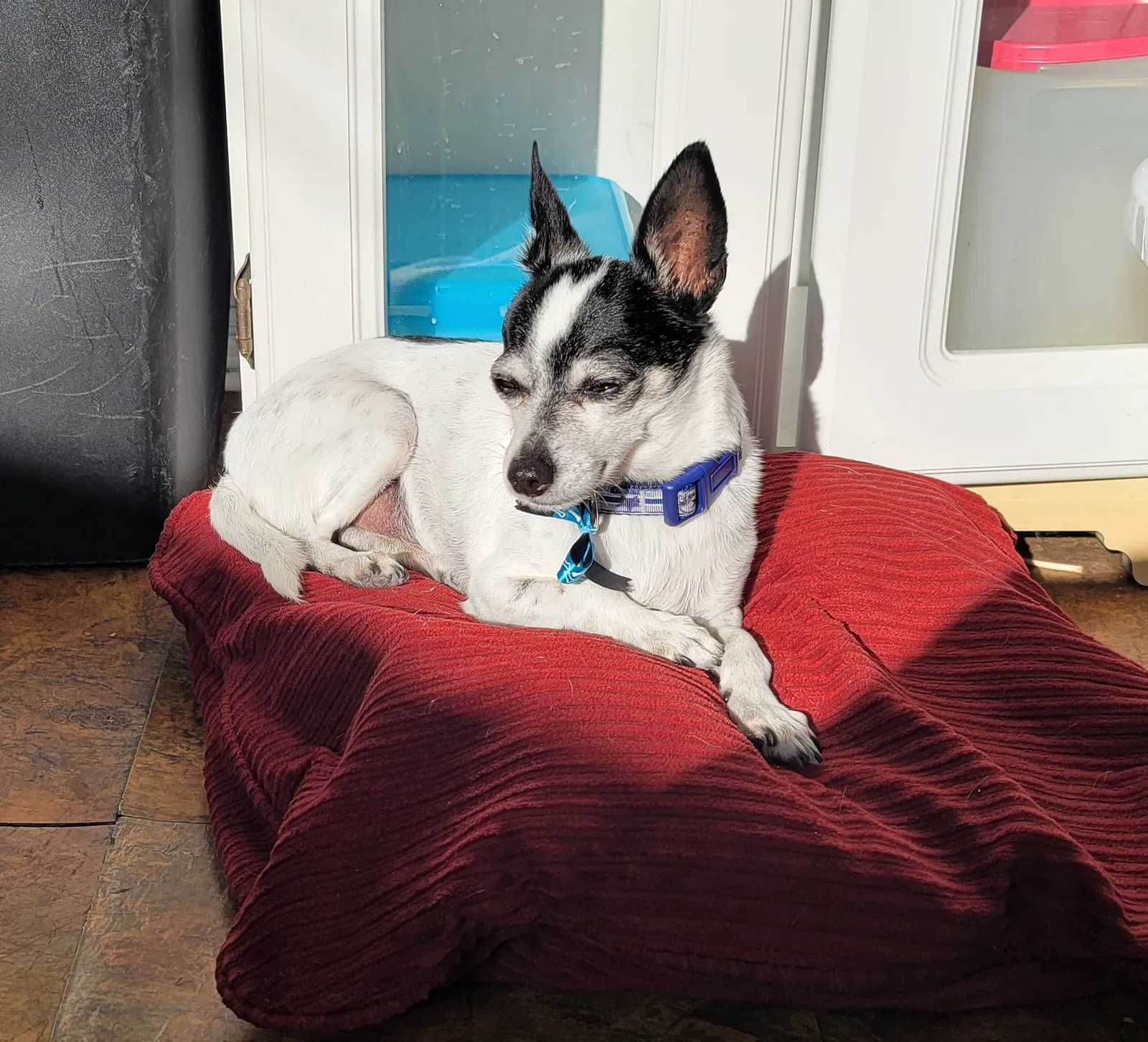 Lost dog in Los Angeles, CA, 90046