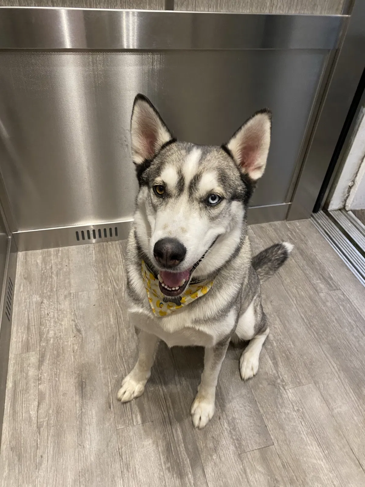 Lost dog in Spring Valley, CA, 91977
