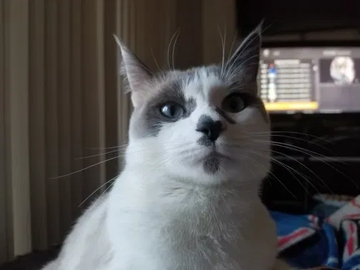 Lost cat in Victorville, CA, 92394