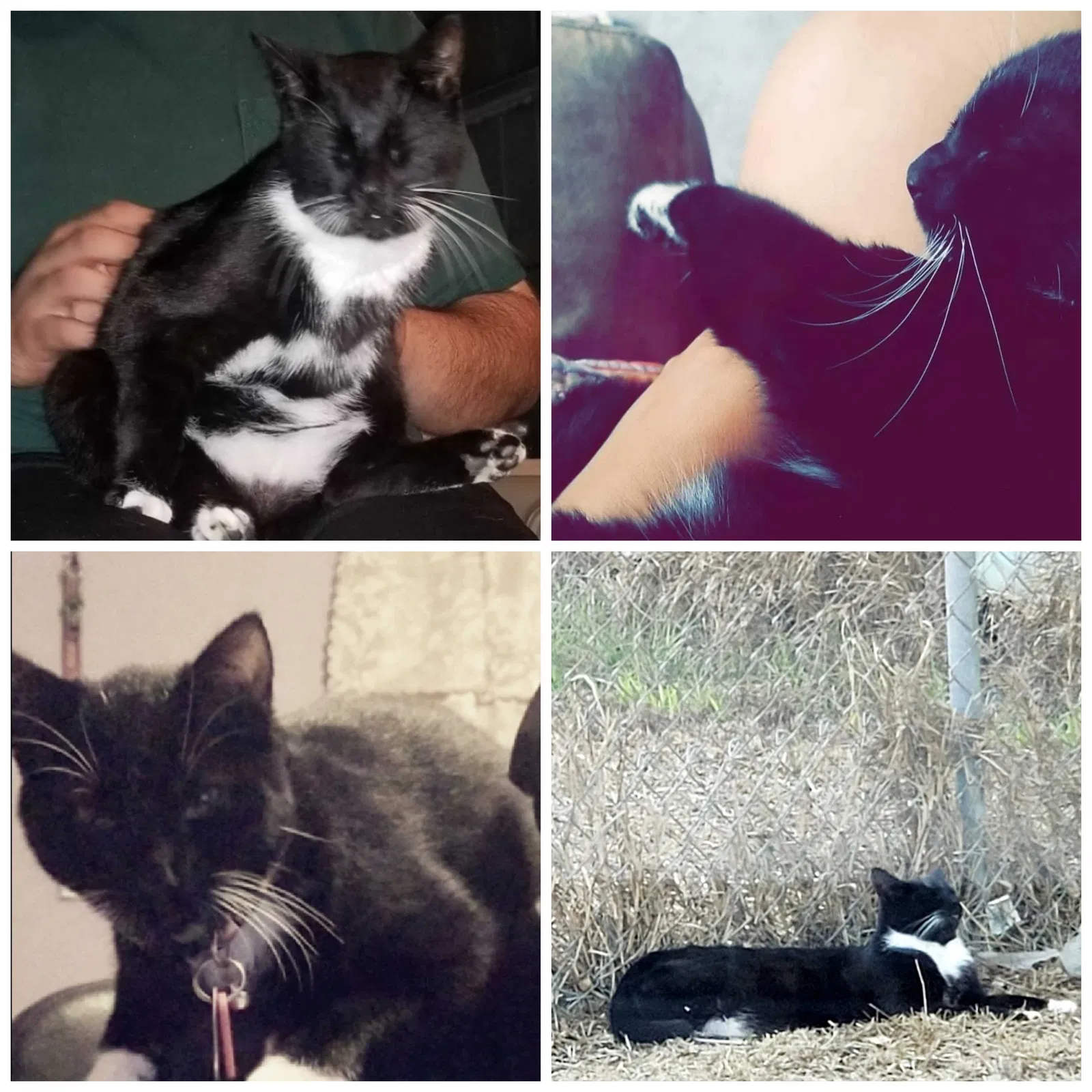 Lost cat in Robstown, TX, 78380