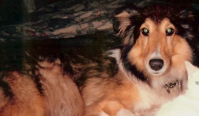 Lost dog in Oak Park, MI, 48237