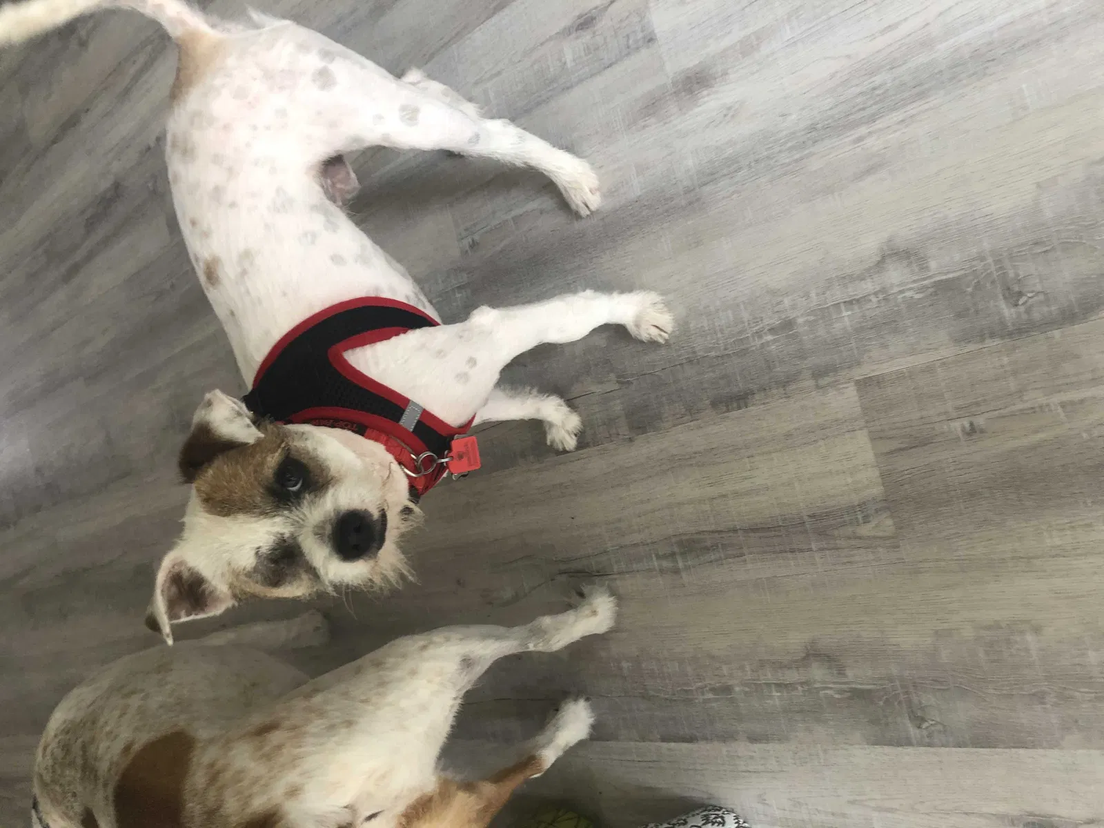 Lost dog in Katy, TX, 77494