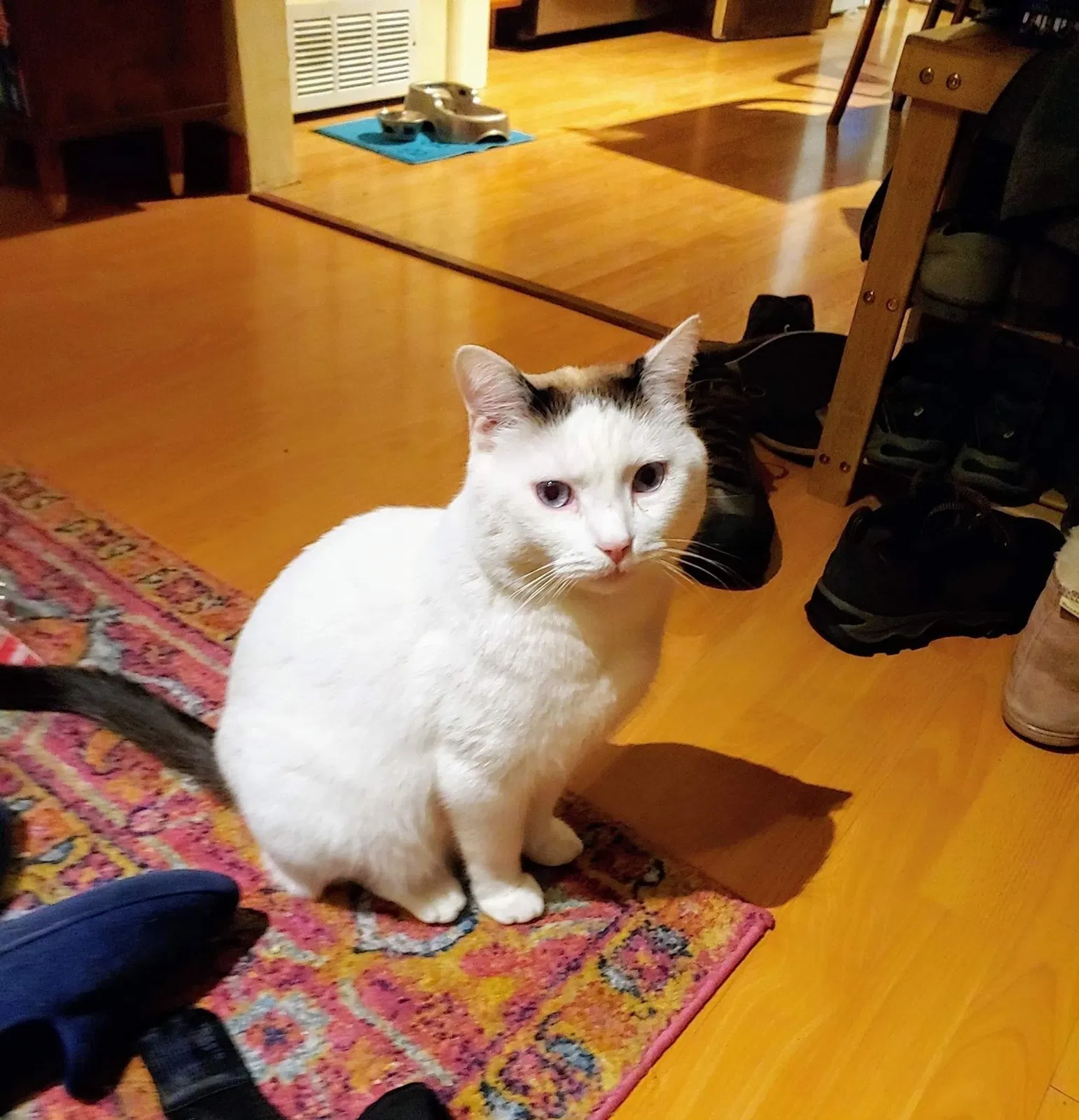 Lost cat in Santa Fe, NM, 87501