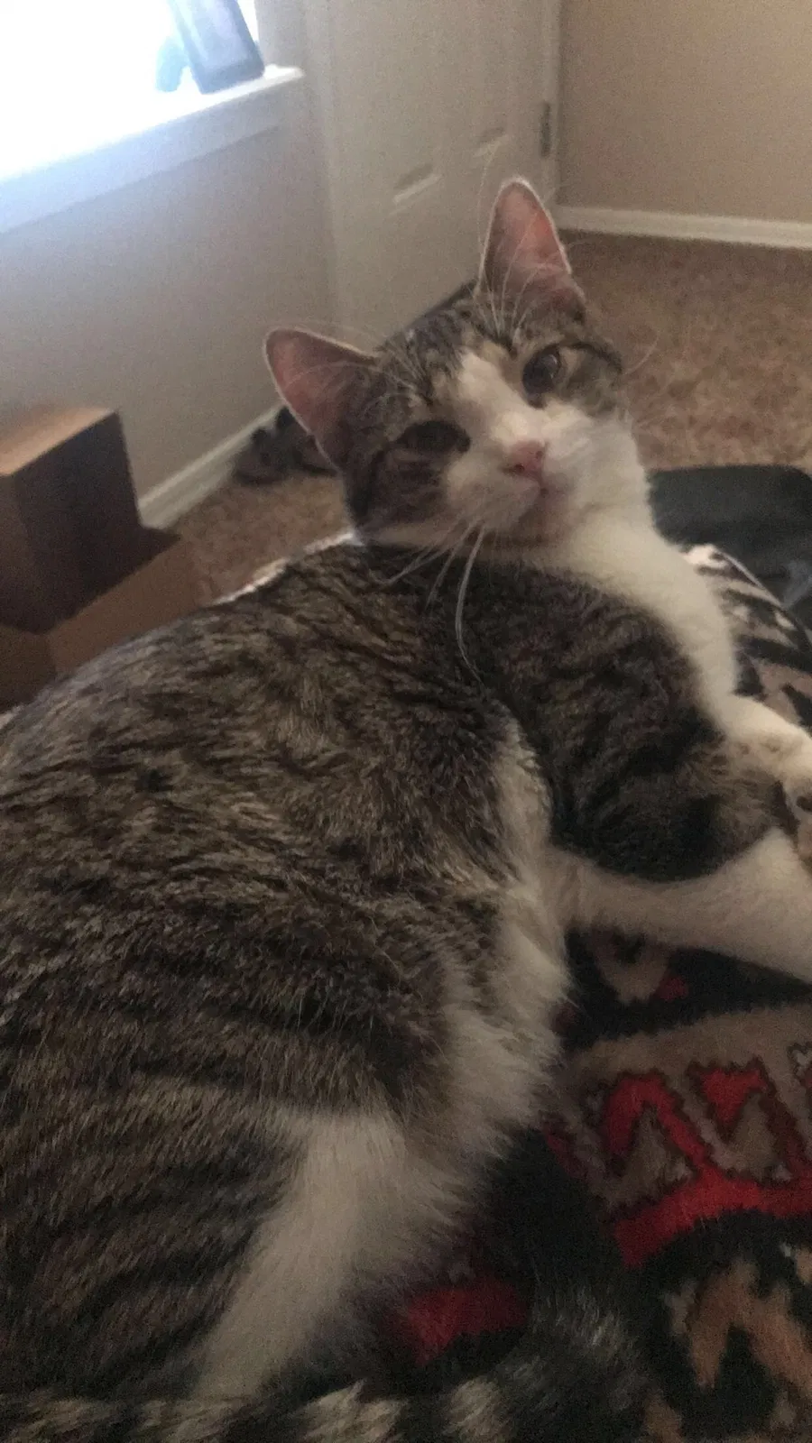 Lost cat in Lookeba, OK, 73053