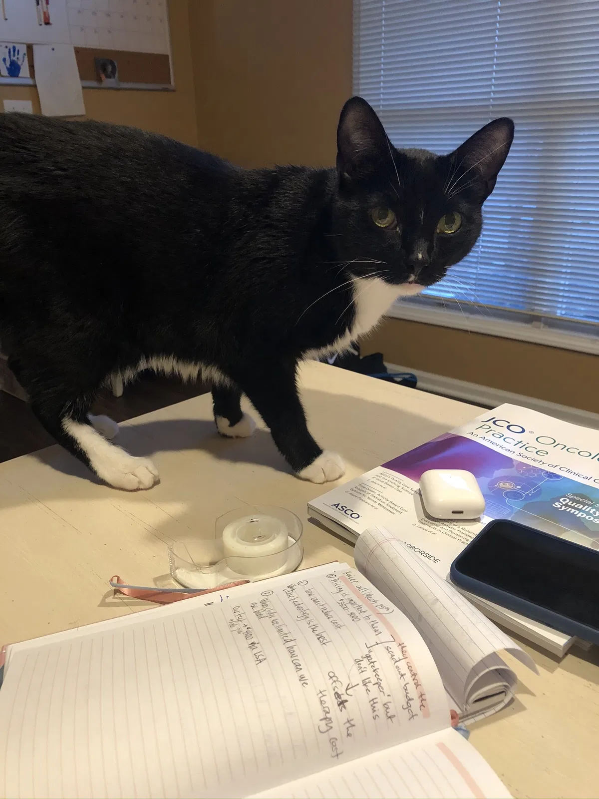 Lost cat in Westerville, OH, 43082