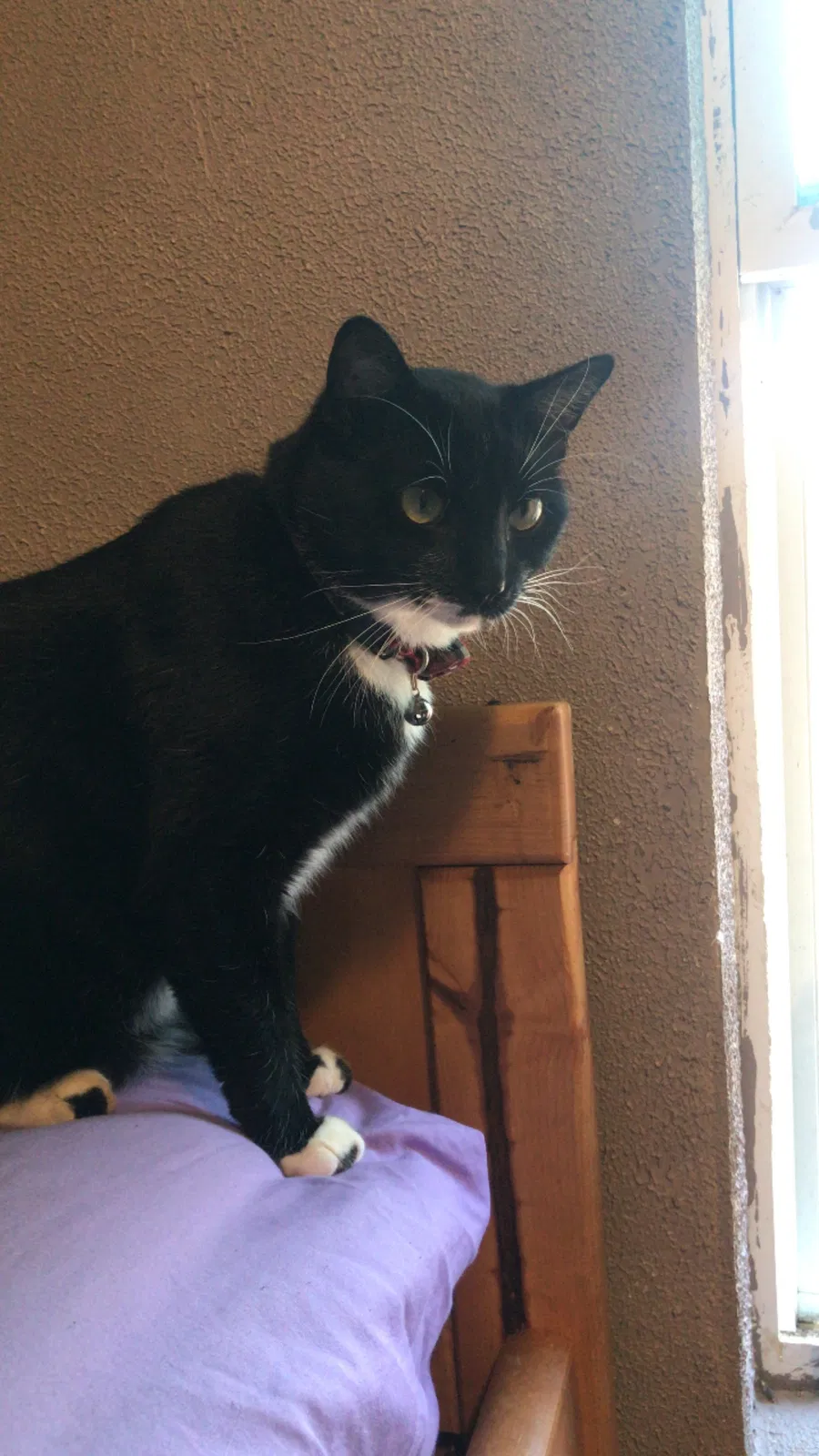 Lost cat in Luther, OK, 73054