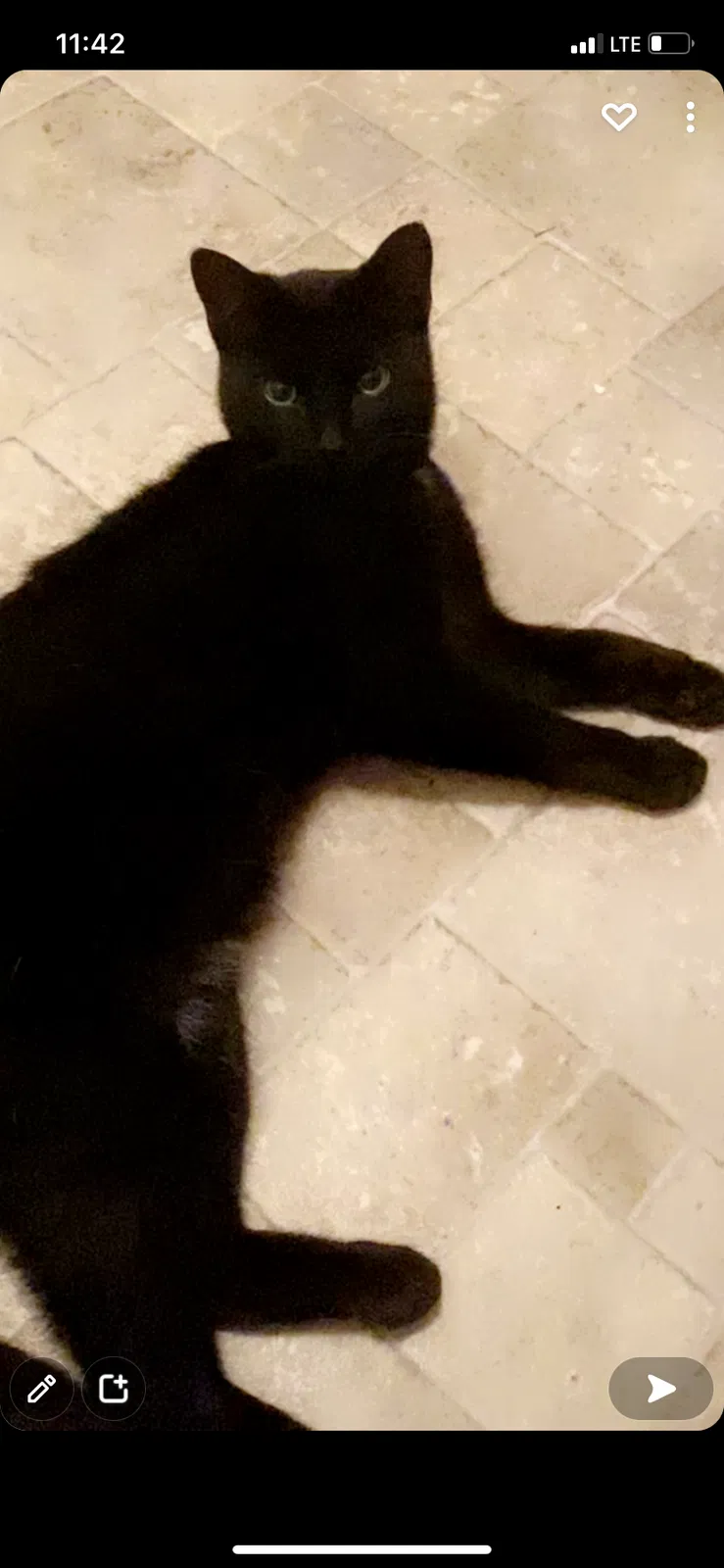 Lost cat in Virginia Beach, VA, 23455