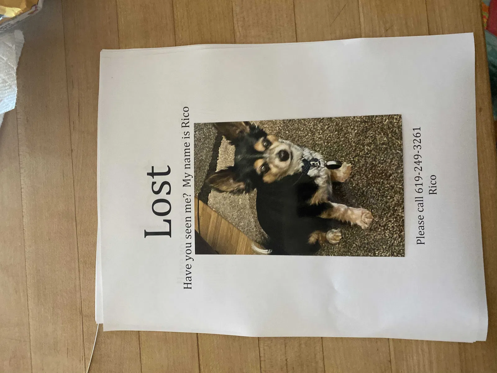 Lost dog in El Cajon, CA, 92019