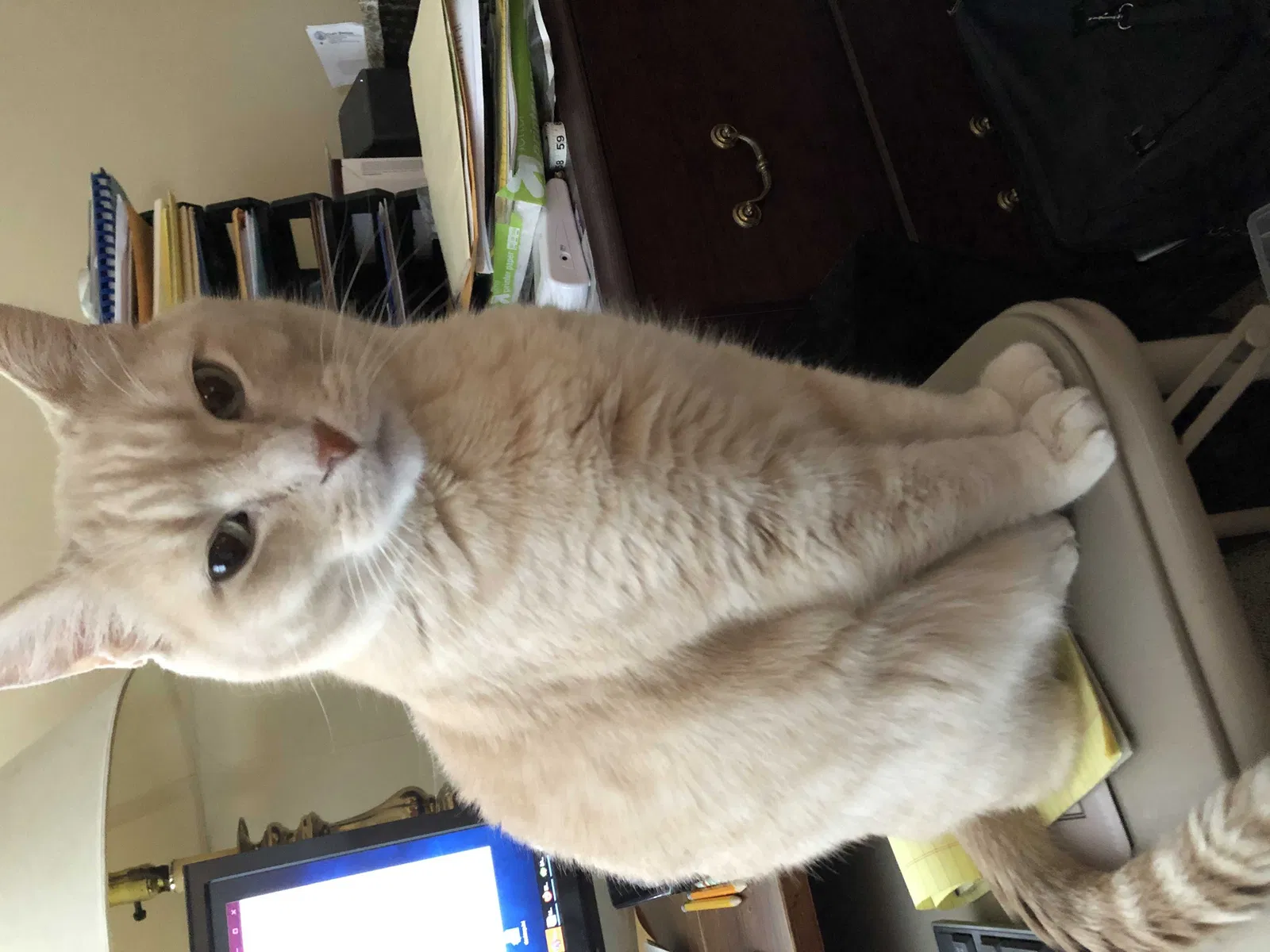 Lost cat in Lees Summit, MO, 64086