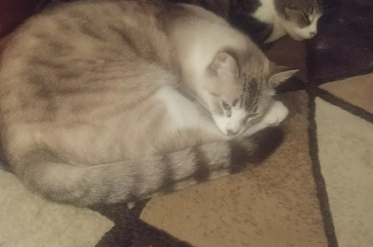 Lost cat in Westminster, CA, 92683