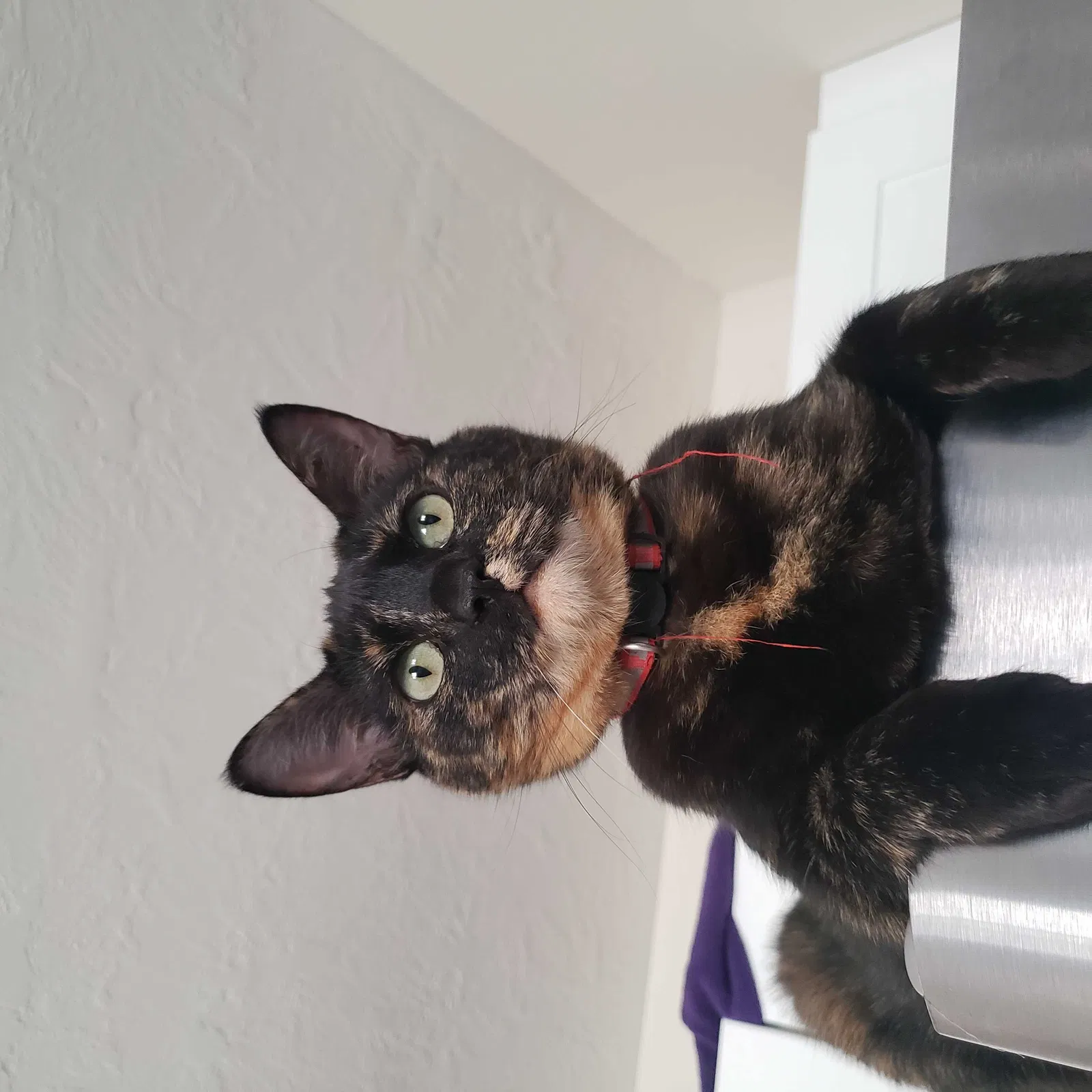 Lost cat in Lehi, UT, 84043