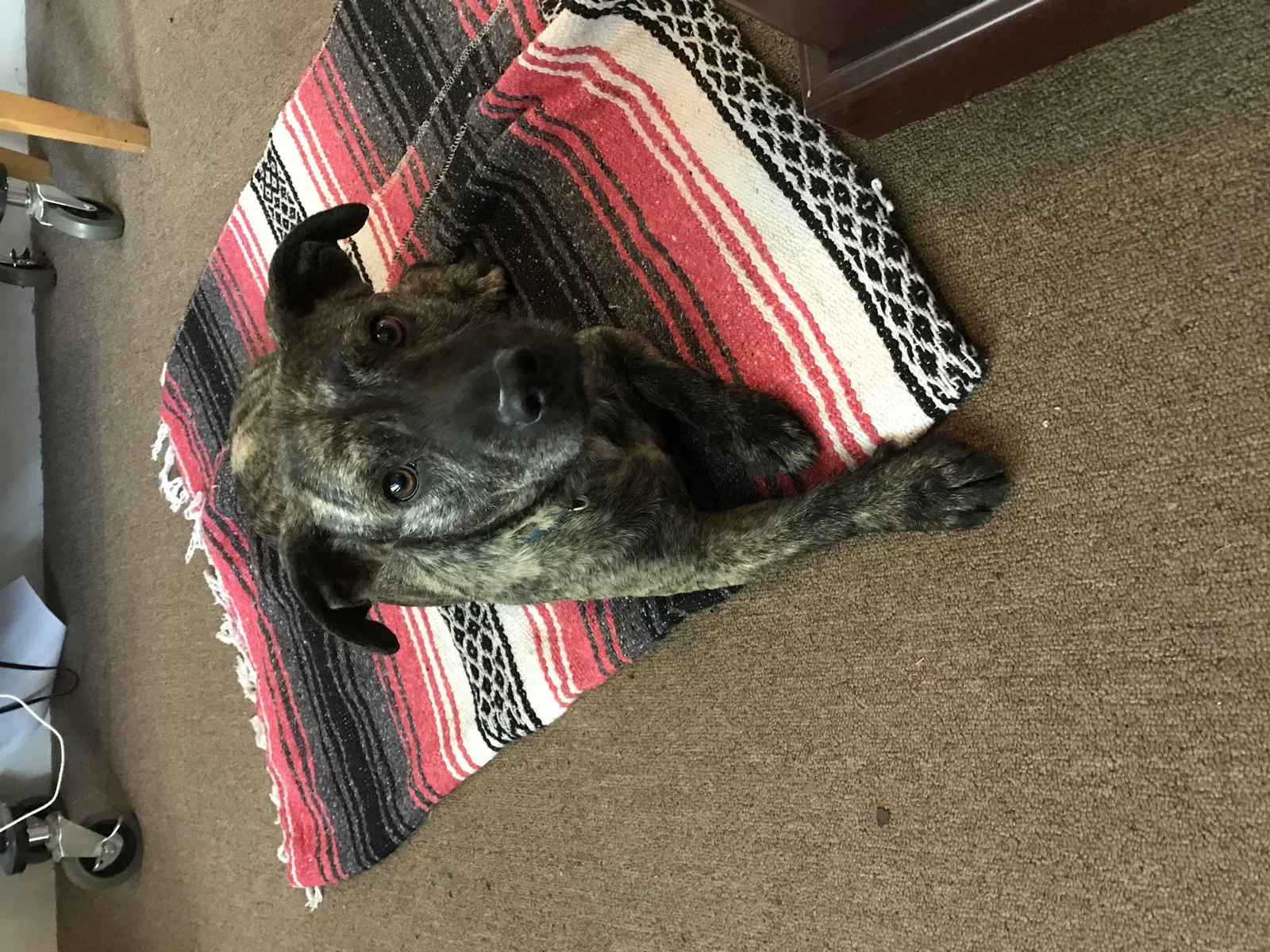 Found dog in Keller, TX, 76244