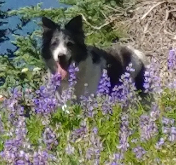 Lost dog in Hillsboro, OR, 97124