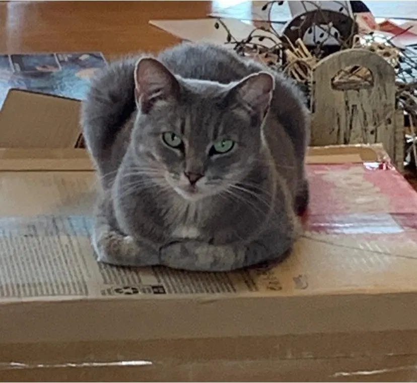 Lost cat in Swisher, IA, 52338