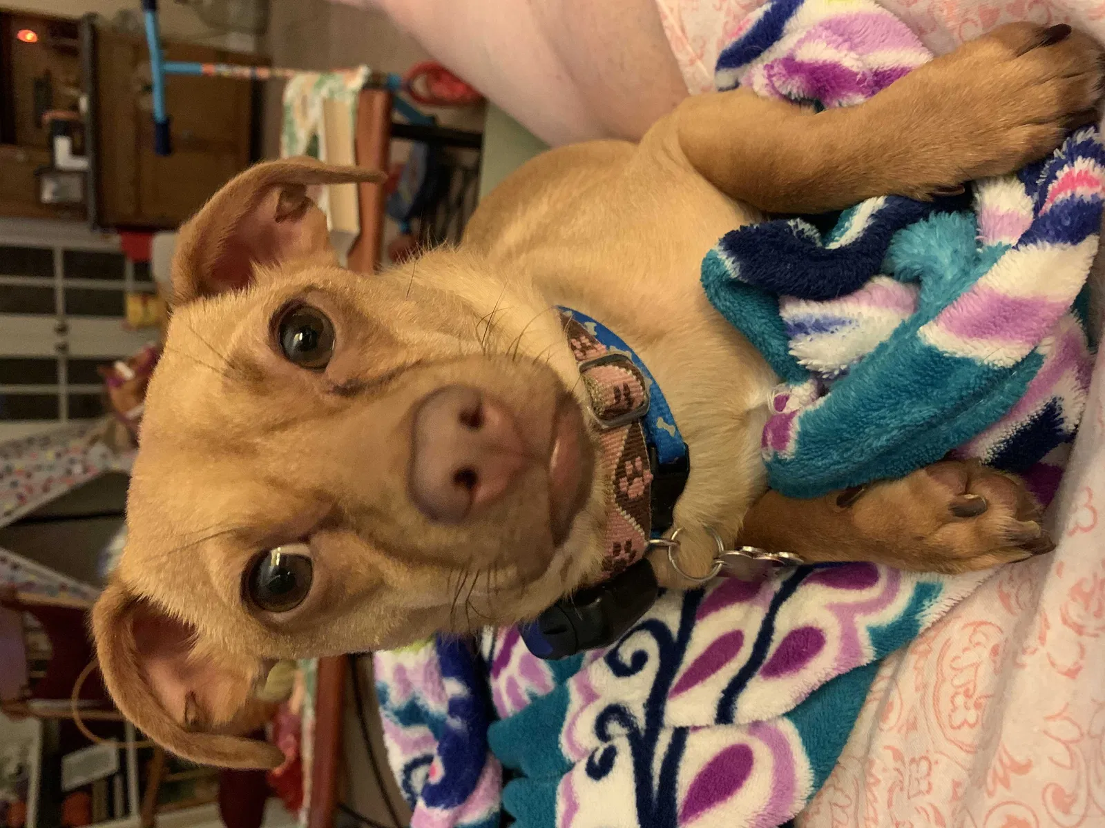 Lost dog in New Freedom, PA, 17349