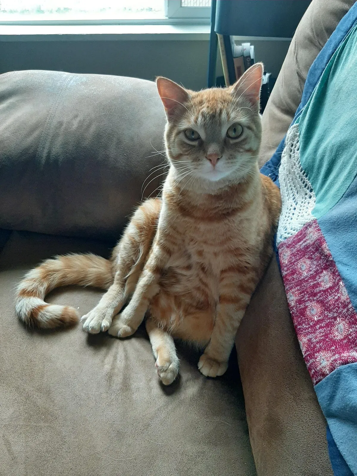 Lost cat in Portland, OR, 97211
